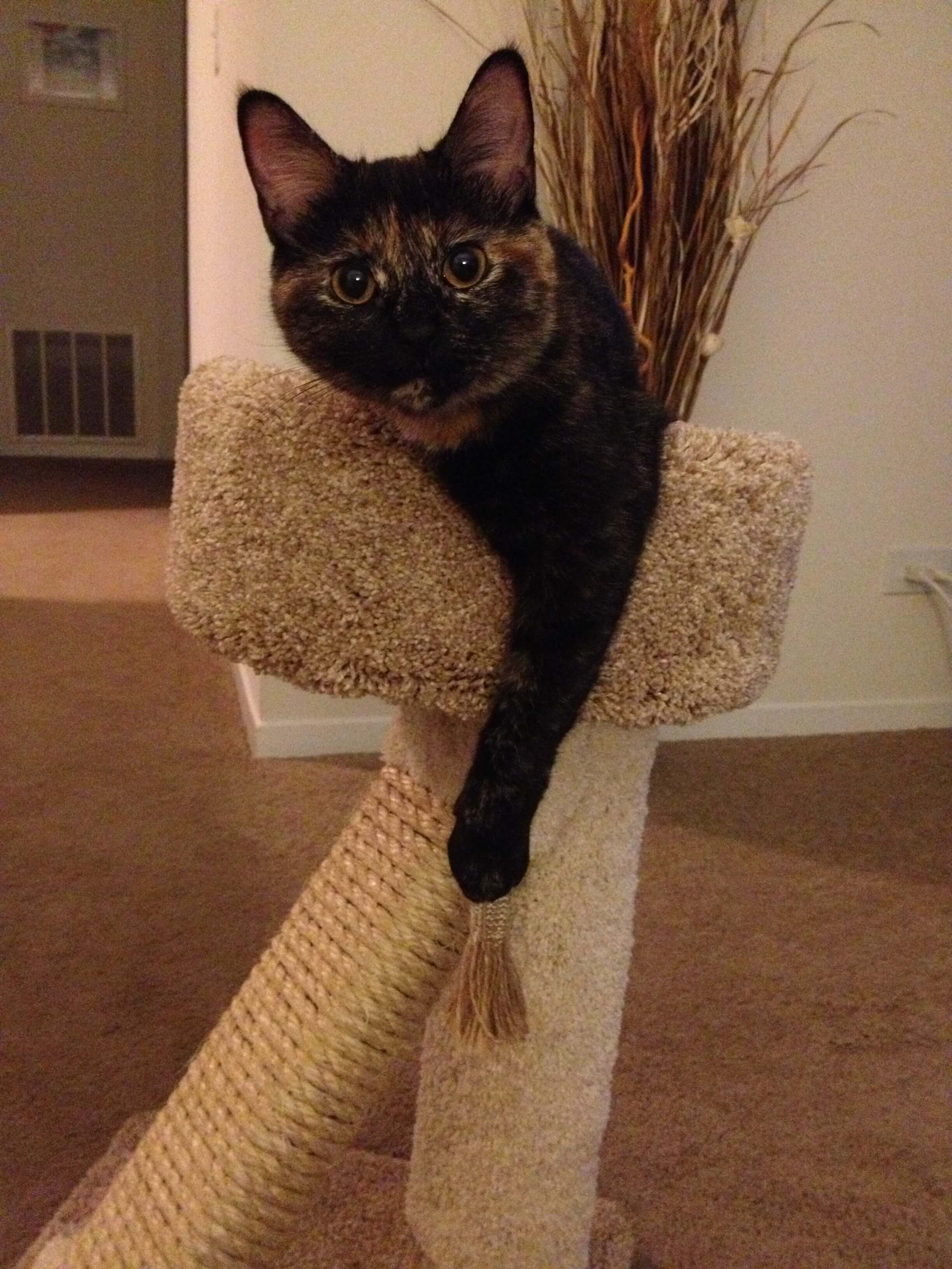 Catalina in her tower