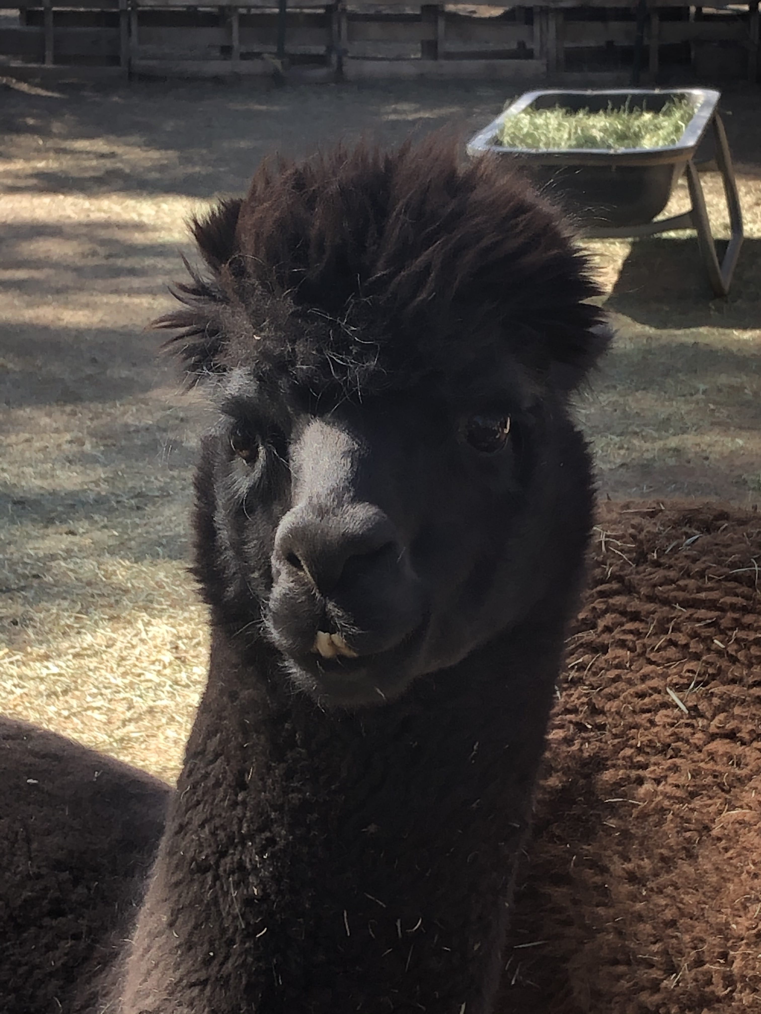 Black alpaca with underbite