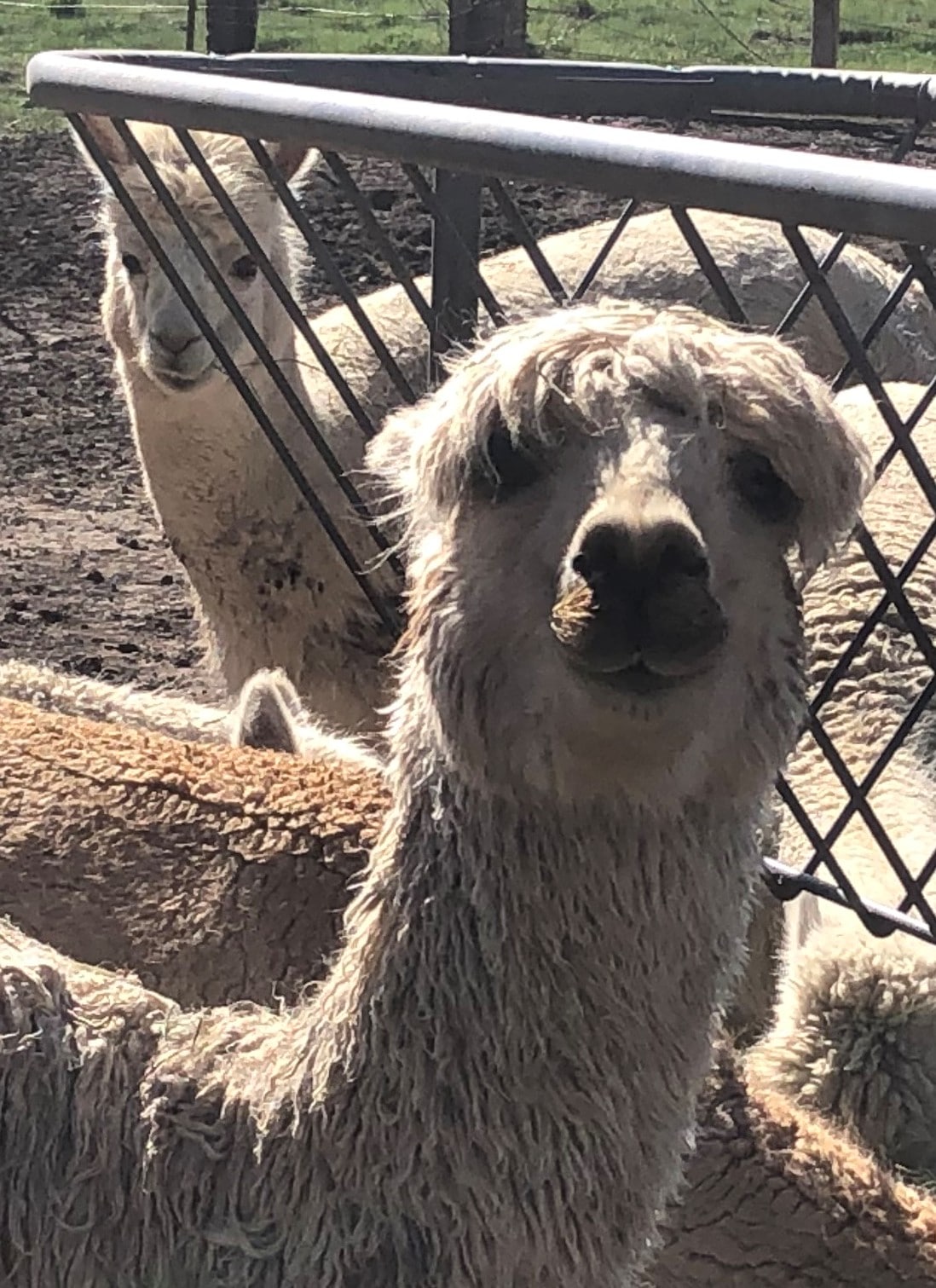 Alpaca with droopy eyes