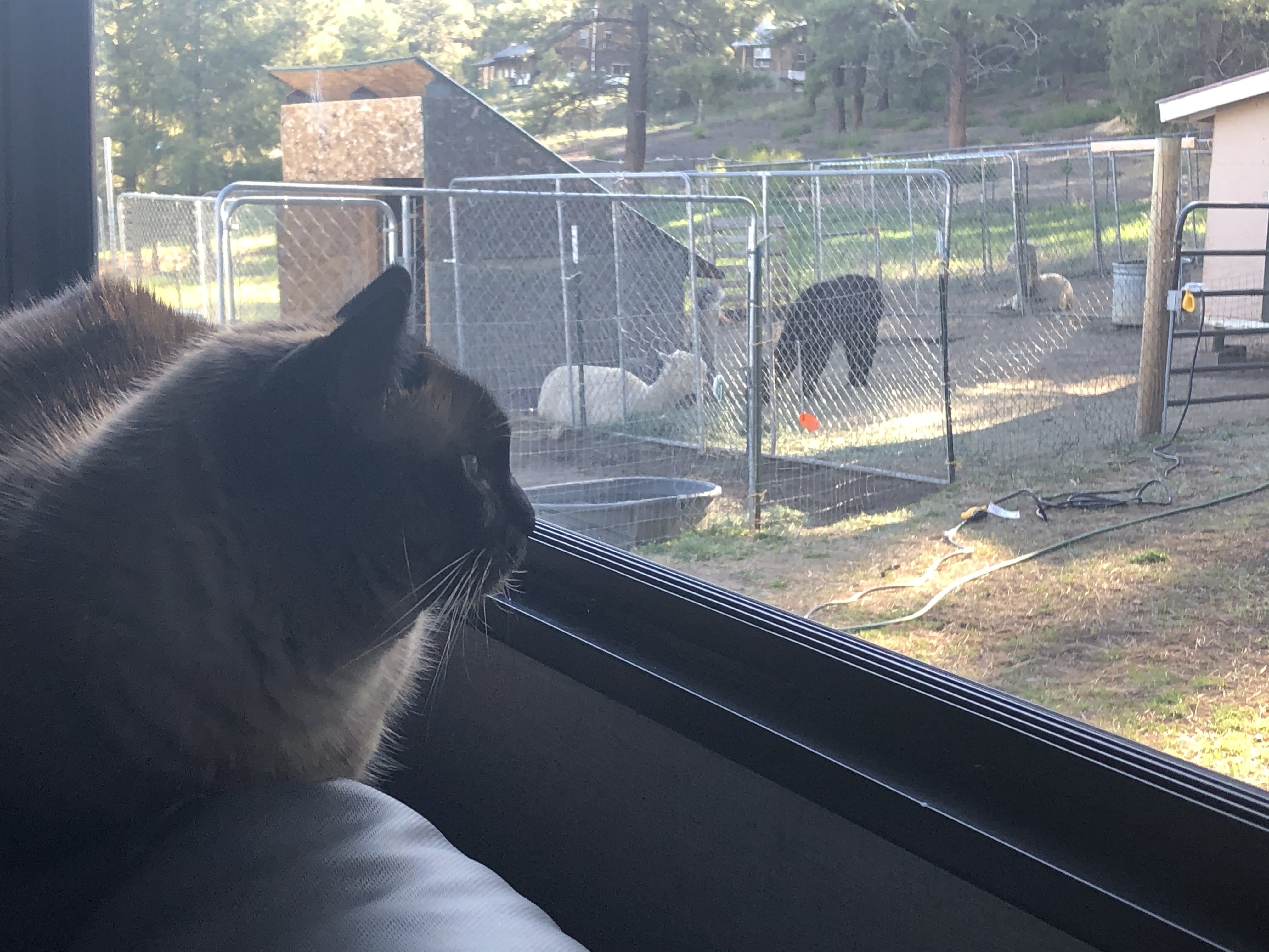 Lumpy looking out the window at the alpacas