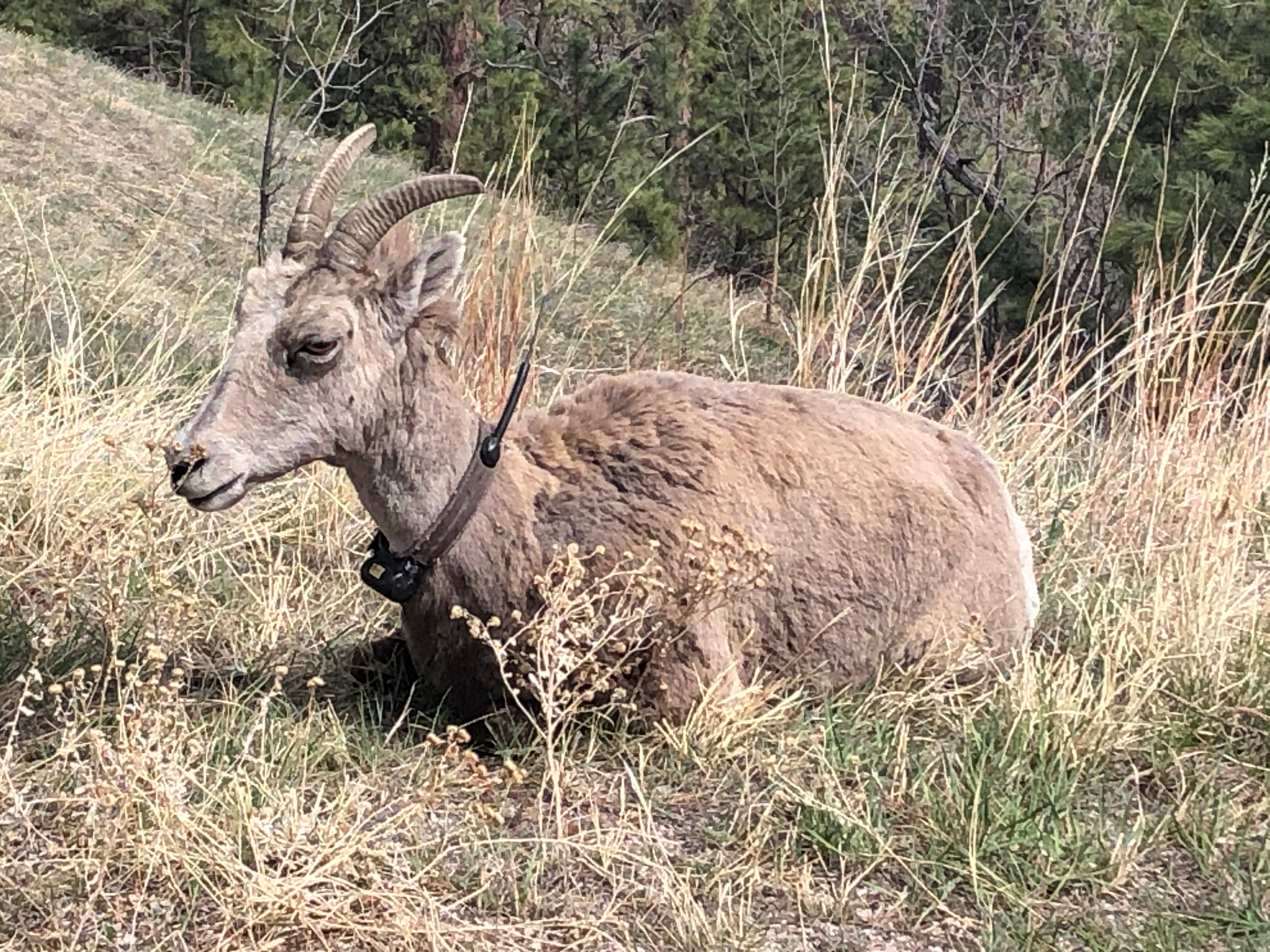 Big horn sheep with a tracking device around its' neck