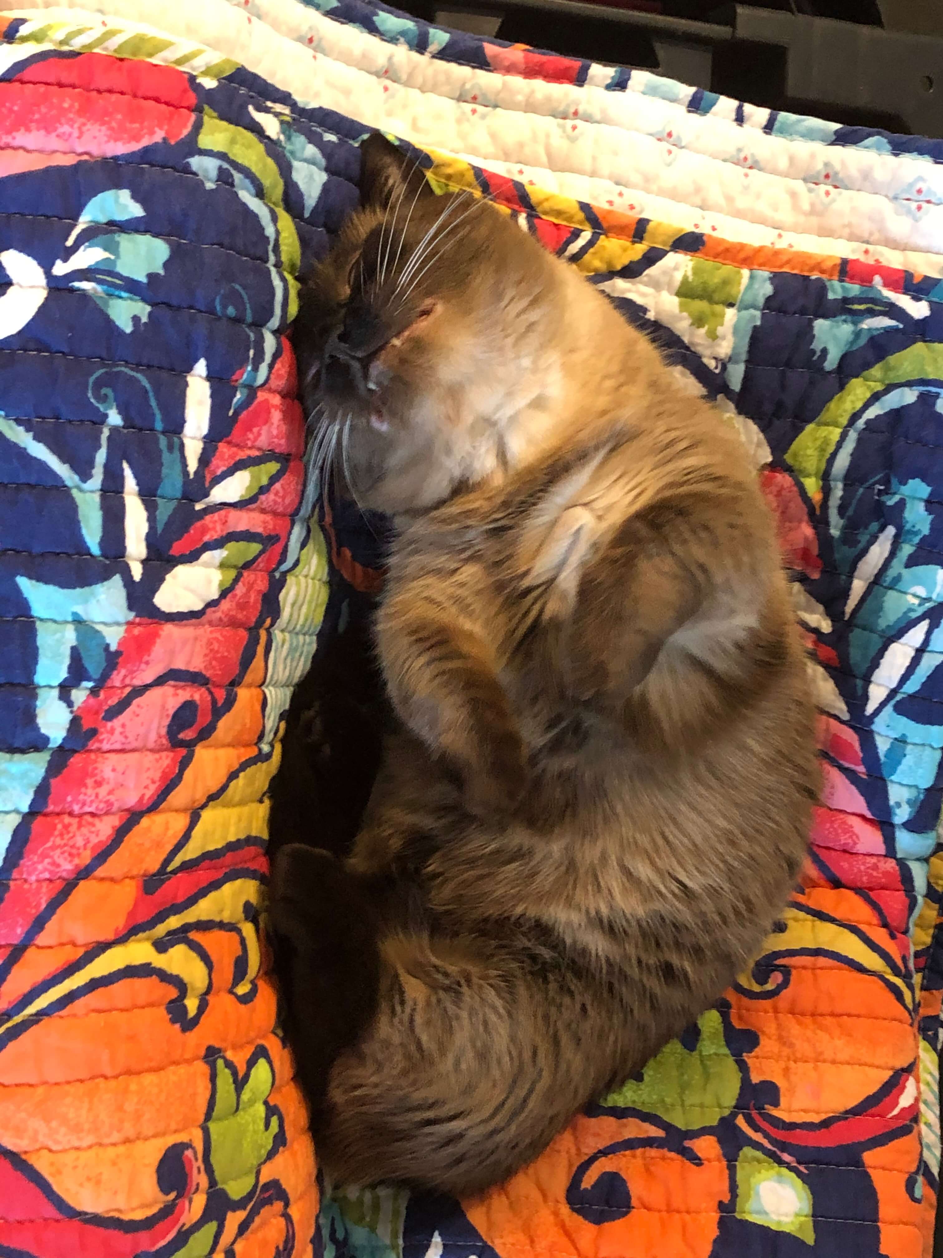 Lumpy Space Princess asleep on the new comforter