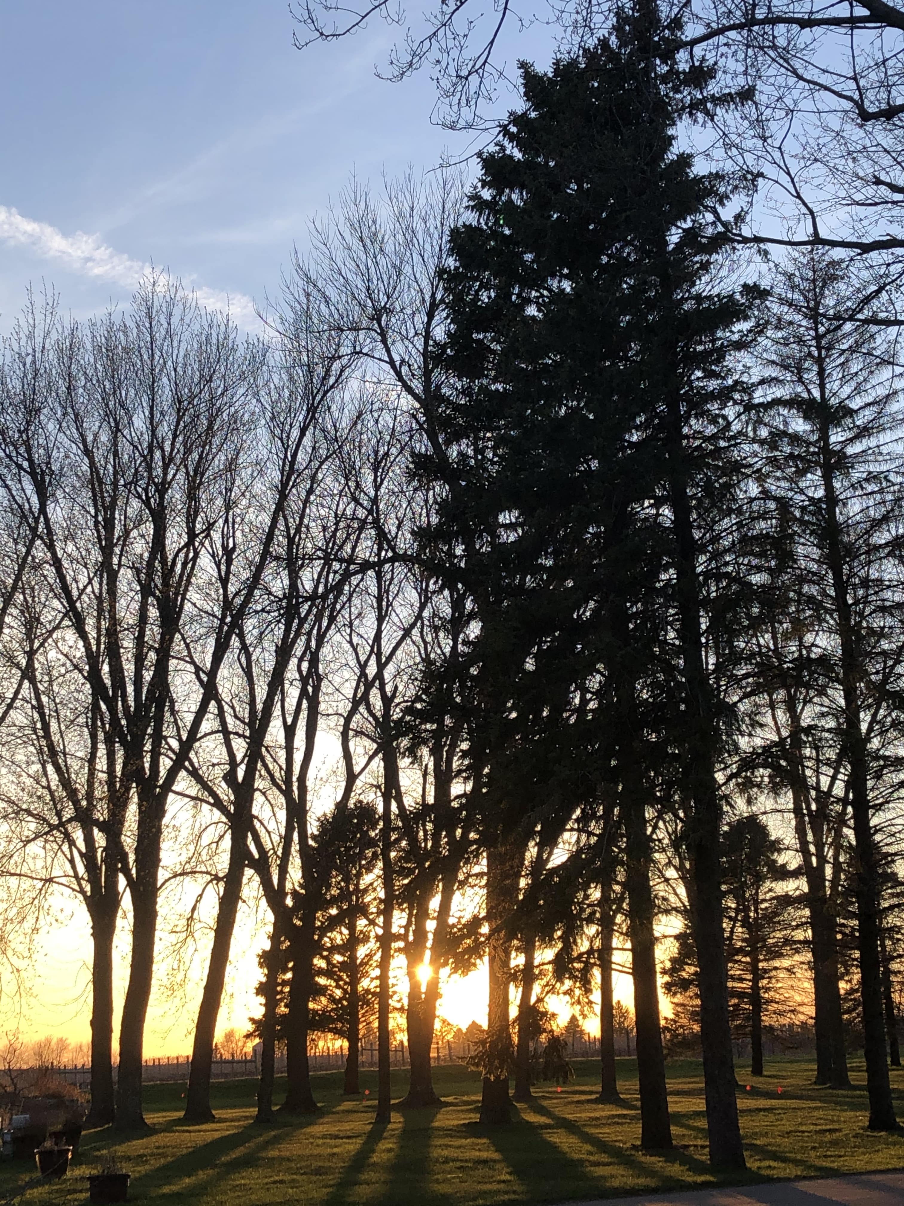 Sunset through the trees